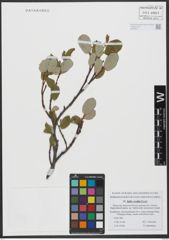 Foto von Salix vestita Pursh